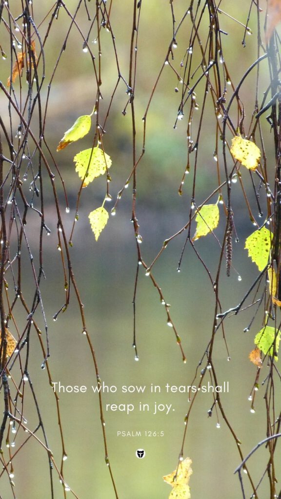 Wallpaper background phone autumn fall leaves branches twigs rain drops Bible verse Those who sow in tears shall reap in joy daniellebernice