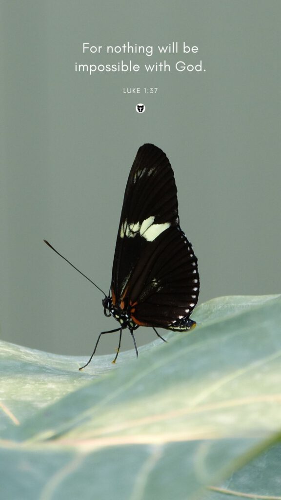 Wallpaper phone butterfly Bible verse for nothing will be impossible with God daniellebernice