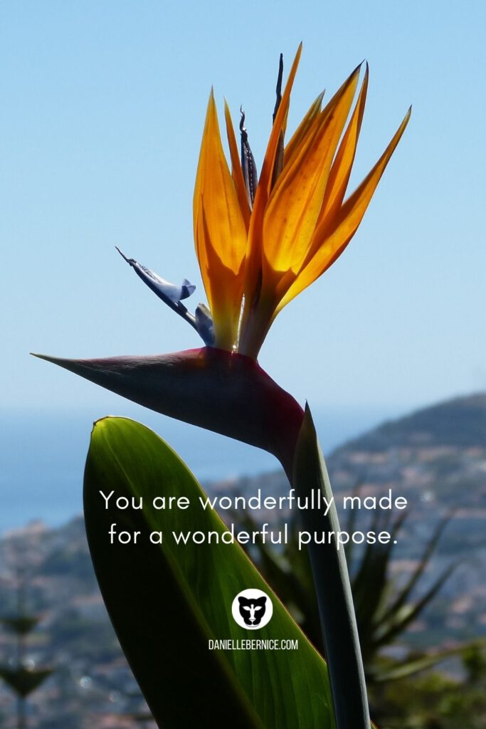Birds of paradise flower - You are wonderfully made for a wonderful purpose