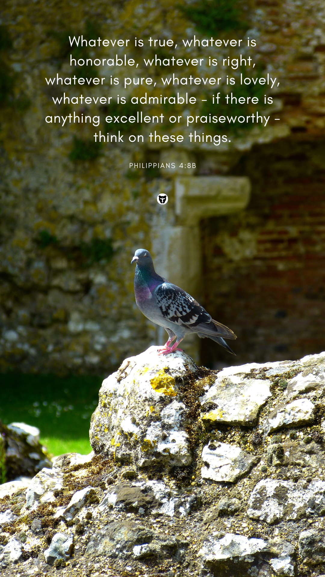 Philippians 4:8 pigeon on rock wallpaper