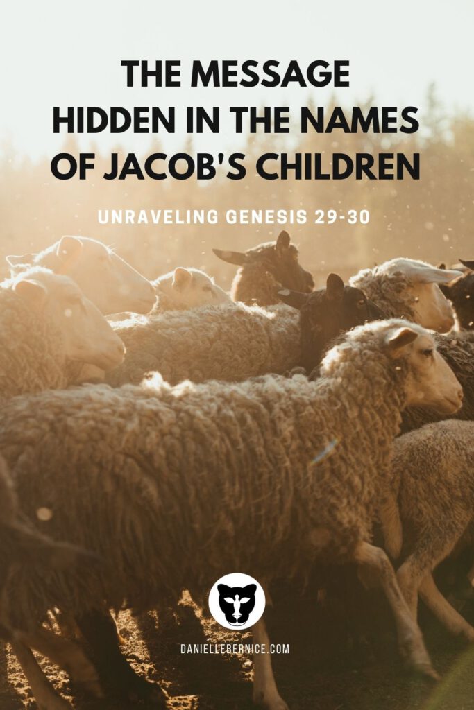 An image of a flock of sheep running in the morning sun. The message hidden in the names of Jacob's children - unraveling Genesis 29-30, DanielleBernice.com