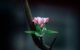 Photo of a branch on a dark background with bright budding blossom to signify new life and light in darkness.