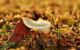 Photo of a white feather that has fallen onto grass that is littered with fallen leaves and dew drops.