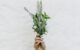 A photo of a hand holding up a variety of herbs in front of a white washed wall.