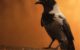 A photograph of a crow standing on a wooden object with an orange background