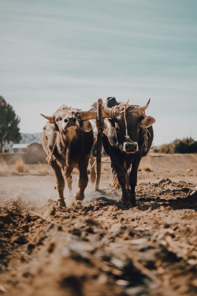 A photo of two yoked oxen ploughing.