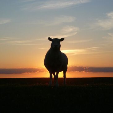What Does It Mean to Rest in God? What Psalm 23 Teaches About True Rest