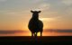 Silhouette of a sheep at sunset
